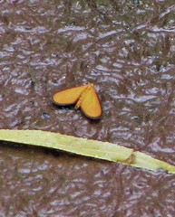 Eudulophasia invaria