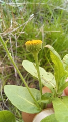 Pulicaria scabra