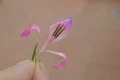 Gladiolus communis