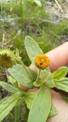 Pulicaria scabra