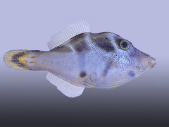 Paraluteres prionurus