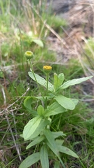 Pulicaria scabra