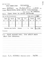 Syncerus caffer caffer