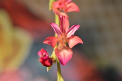 Gladiolus communis