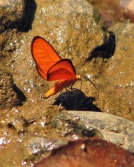 Eudulophasia invaria