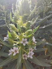 Echium decaisnei