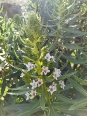 Echium decaisnei