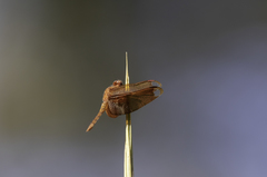 Neurothemis fulvia