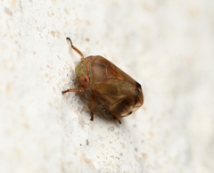 Clastoptera querci