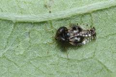 Cochlochila conchata