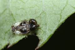 Cochlochila conchata
