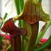 Chelson's Pitcher Plant - Photo (c) Jorge Eduardo Gaona, some rights reserved (CC BY-NC), uploaded by Jorge Eduardo Gaona