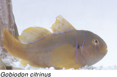 Gobiodon citrinus