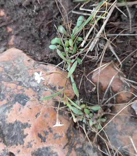 Image of Wimmerella arabidea by (c) kevin koen, some rights reserved (CC BY-SA)
