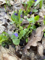 Viola suavis
