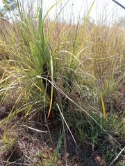 Xerophyta retinervis