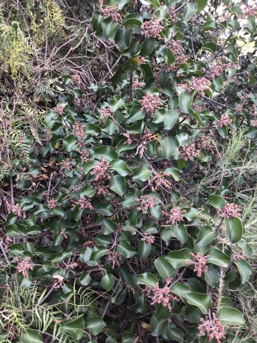 iNaturalist observation photo of sugar bush