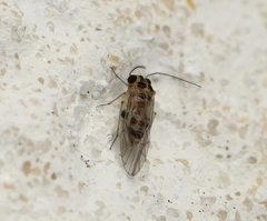 Blastopsocus variabilis