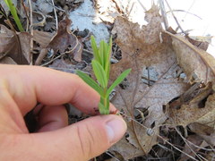 Hypericum sphaerocarpum