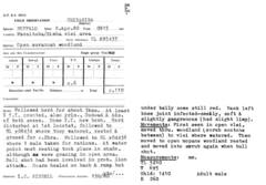 Syncerus caffer caffer