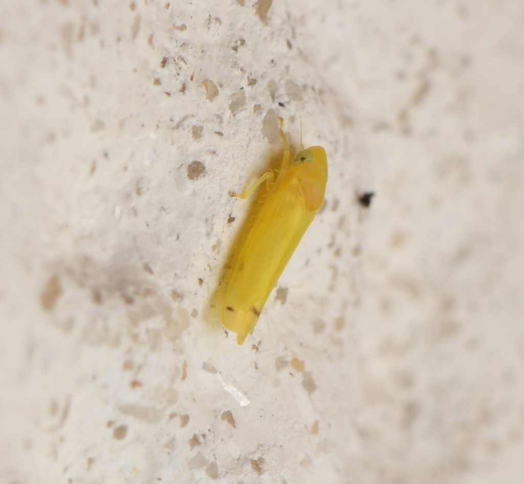 Leafhopper