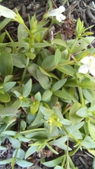 Lindernia parviflora