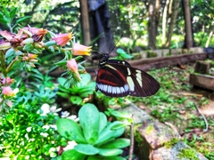 Heliconius cydno cydnides