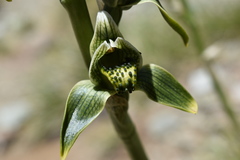 Chloraea viridiflora