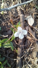 Lindernia parviflora