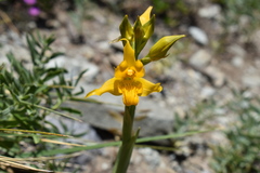 Chloraea alpina