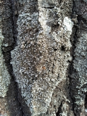 Lecanora argentata