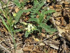 Astragalus crassicarpus trichocalyx