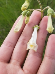 Penstemon oklahomensis
