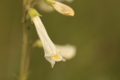Penstemon oklahomensis