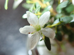 Agathosma crenulata