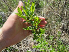 Rhamnus lanceolata