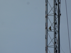 Psilopogon haemacephalus