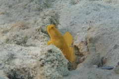 Cryptocentrus cinctus