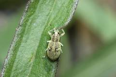 Eugnathus distinctus