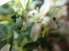 Agathosma crenulata