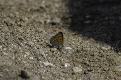 Lycaena panava