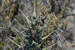 Oreotrochilus leucopleurus