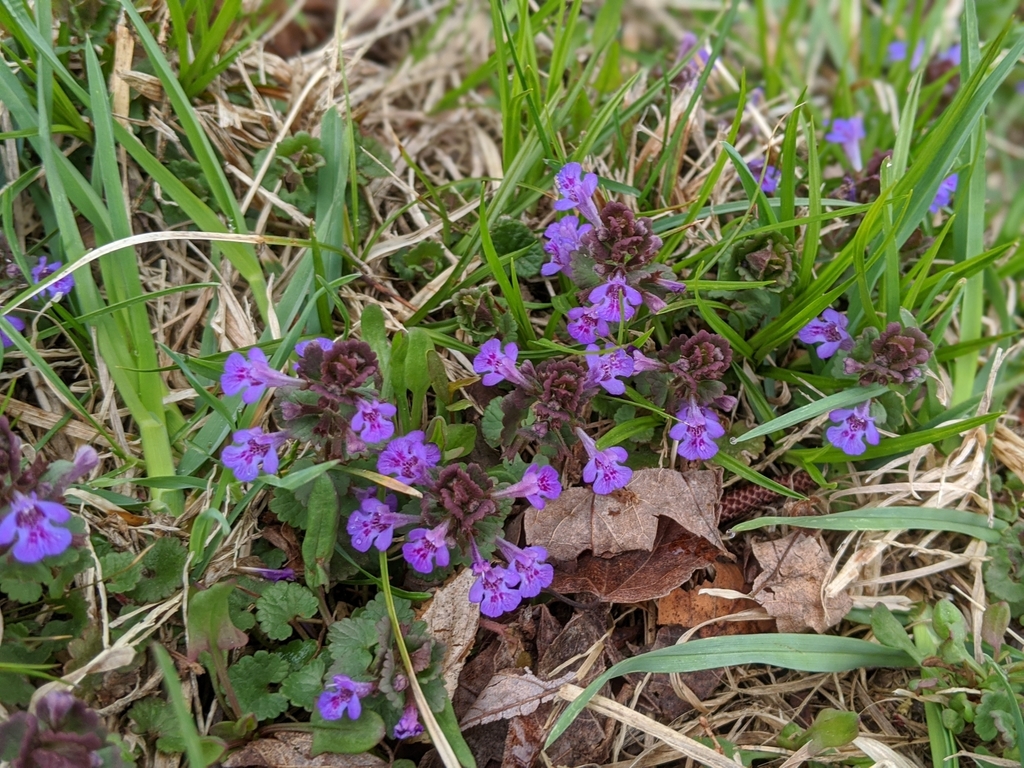 groundivy from Compass School, Westminster, VT 05158, USA on April 21