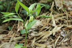 Disporum sessile
