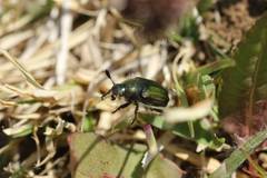 Anomala octiescostata