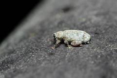 Orchestes koltzei