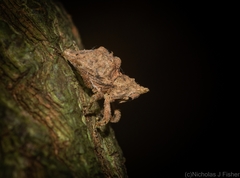 Ouroporopterus squamiventris