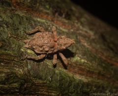 Ouroporopterus squamiventris