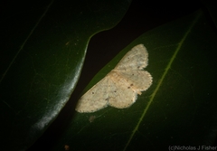 Idaea pilosata