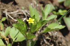 Ranunculus cantoniensis